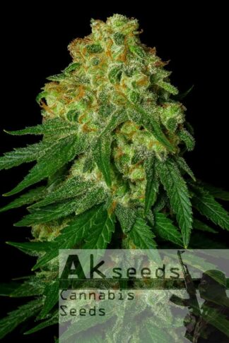 Ak482