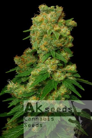 Ak482 Autoflow