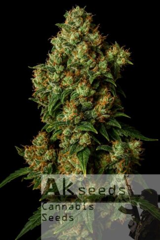 Amnesia Ak