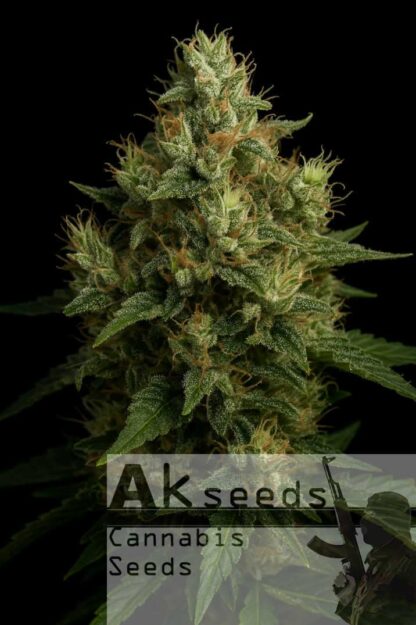 Amnesia Ak Autoflow