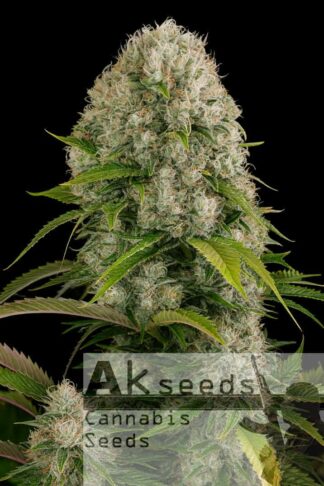 Big White Widow