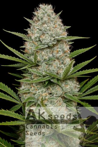 Big White Widow Autoflow