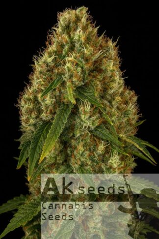 Bruce Banner Ak Autoflow