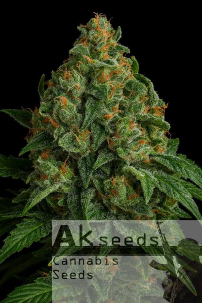 Critical Russian