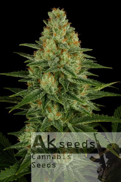Crystal Kush