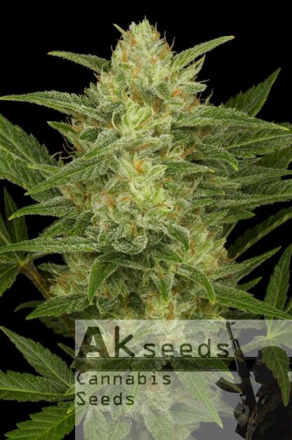 Crystal Kush Autoflow