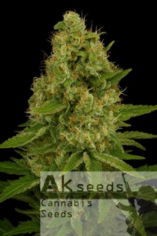 Easy Plant XXL Autoflow