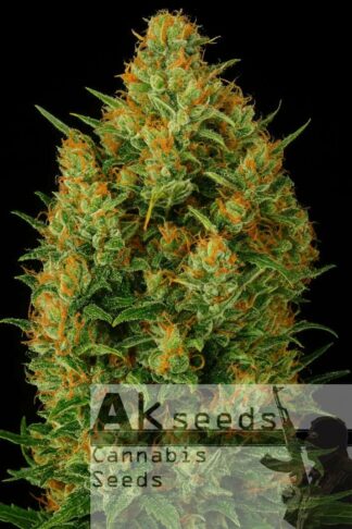 Express Gelato