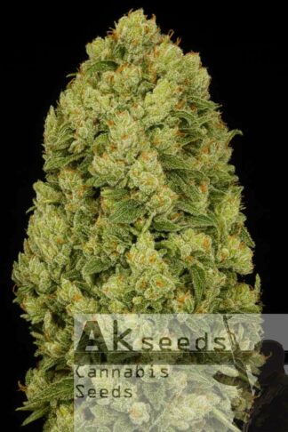Fast Bruce Banner
