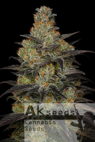 Frost Gorilla XXL