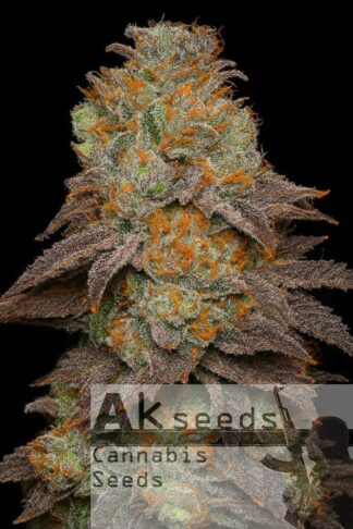 Frost Gorilla XXL Autoflow