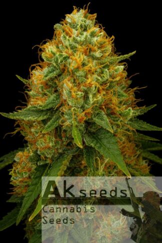 Gold Mery Autoflow