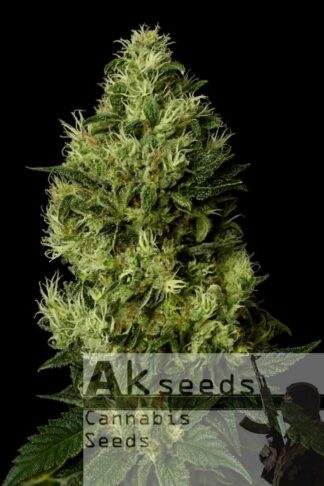 Grand Cookies