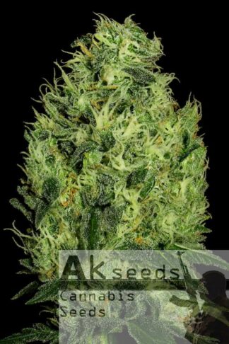 Grand Cookies Autoflow