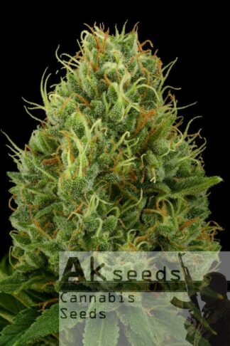 Green Bud