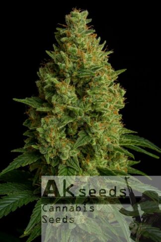 Green Bud Autoflow