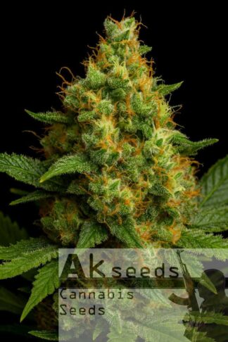 Kush Ryder Autoflow