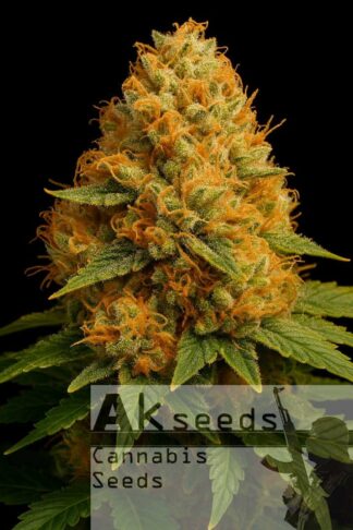 Low Bud Autoflow