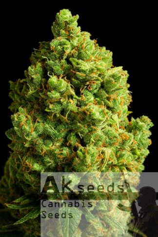 New Diesel