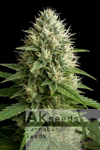 Outdoor Star