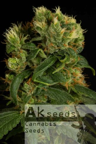 Perfect Haze