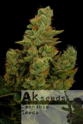 Perfect Haze Autoflow