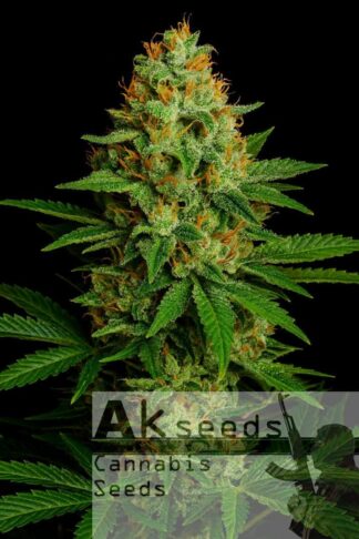 Skunk Ak Autoflow