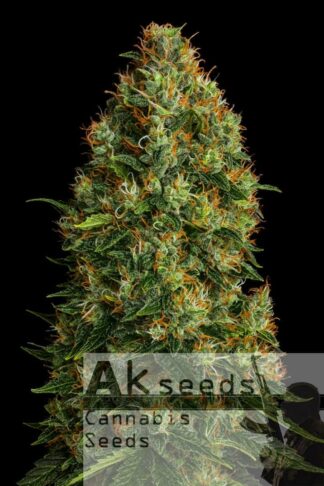 Speed Gorilla Glue